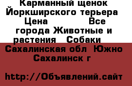 Карманный щенок Йоркширского терьера › Цена ­ 30 000 - Все города Животные и растения » Собаки   . Сахалинская обл.,Южно-Сахалинск г.